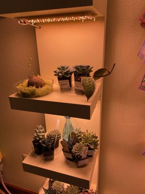 Queer Plants Cafe by null