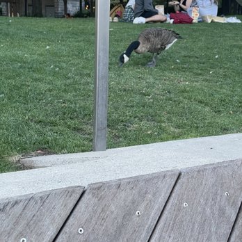 Pier C - More geese - Parks Near Me - Hoboken, New Jersey
