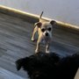Oodles Of Poodles & Doodles