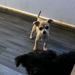 Oodles Of Poodles & Doodles - JJ and Penny looking for there forever home