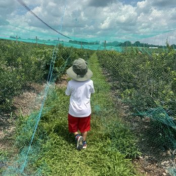 Alstede Farms - Blueberry field - Fruits & Veggies Near Me - Chester, New Jersey