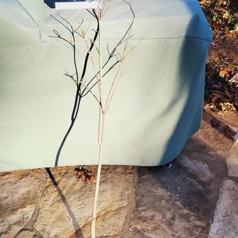 Ty Ty Nursery - Nurseries & Gardening Near Me - Ty Ty, Georgia