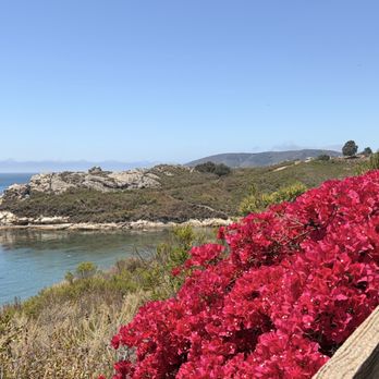 Shell Beach Bluff Trail - Beautiful flowers and the cove. - Hiking Near Me - Pismo Beach, California Shell Beach Bluff Trail - Beautiful flowers and the cove. - Hiking Near Me - Pismo Beach, California