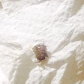 Augusta Lucilla Palace - Photo of the roach I found and smushed in the bathroom. - Hotels Near Me - Rome, RM