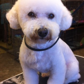 Fabulous Lanai Grooming - Nitro @ Fabulous Lania - Pet Groomers Near Me - Sacramento, California Fabulous Lanai Grooming - Nitro @ Fabulous Lania - Pet Groomers Near Me - Sacramento, California