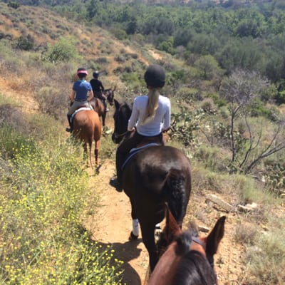 Le Cheval Sport Horses by null