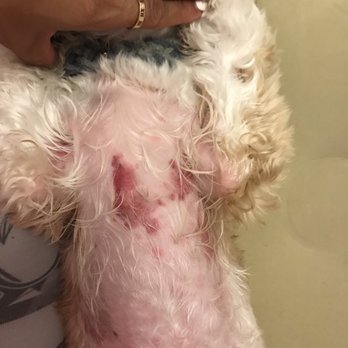 Blue Pooch - Flea bites everywhere on my dogs body from groomers!!!! Rashes, welts, bites. He's never had anything like this! - Pet Groomers Near Me - Los Angeles, California Blue Pooch - Flea bites everywhere on my dogs body from groomers!!!! Rashes, welts, bites. He's never had anything like this! - Pet Groomers Near Me - Los Angeles, California