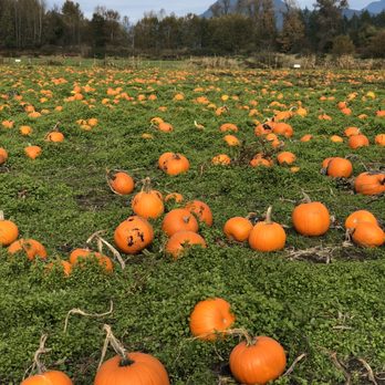 Laity Pumkin Patch - Pumpkin field - Farmers Market Near Me - Maple Ridge, British Columbia Laity Pumkin Patch - Pumpkin field - Farmers Market Near Me - Maple Ridge, British Columbia