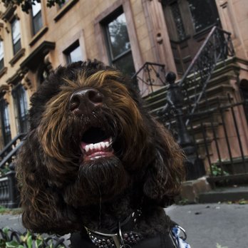 Sticks & Bones NYC - Dog Walkers Near Me Sticks & Bones NYC - Dog Walkers Near Me