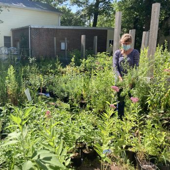 Urbanscapes Native Plant Nursery - Sue tends to the perennials - Nurseries & Gardening Near Me - New Haven, Connecticut Urbanscapes Native Plant Nursery - Sue tends to the perennials - Nurseries & Gardening Near Me - New Haven, Connecticut