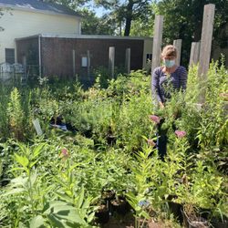 Urbanscapes Native Plant Nursery - Sue tends to the perennials