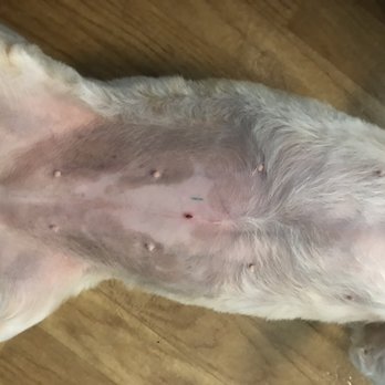 PetSmart - My dog's cut that she got from the grooming appointment with Carolina. - Pet Groomers Near Me - San Diego, California