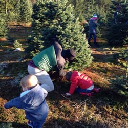 Farmer Brown's Christmas Tree Farm - We found one!