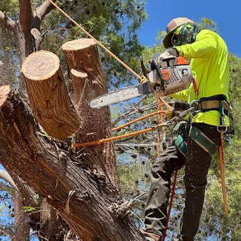 1. CO Tree Service