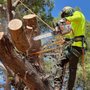 Photo of CO Tree Service