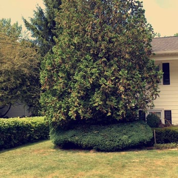 3-D Property Maintenance - Large Tree & Bushes Before Removal - Lawn Services Near Me 3-D Property Maintenance - Large Tree & Bushes Before Removal - Lawn Services Near Me