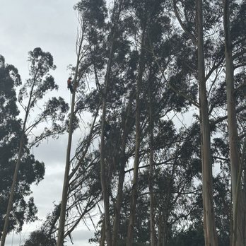 Treels - Tree Services Near Me - Santa Rosa, California Treels - Tree Services Near Me - Santa Rosa, California