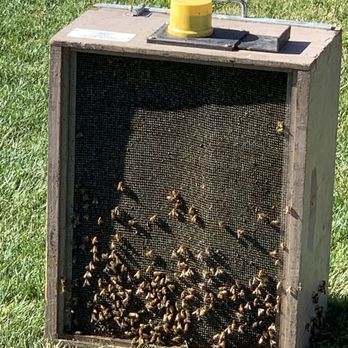 AA-Beekeeper - The bee box that were captured in their temporary home. The box is full of bees on the inside. - Pest Control Near Me