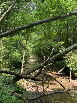 Glen Helen Nature Preserve by null