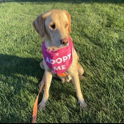 Fetching Tails Foundation - Adoptable pup
