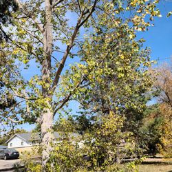 Artistic Tree Care - After the trim