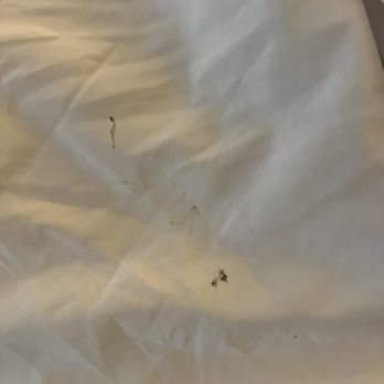 Anacortes Ship Harbor Inn - Multiple Stains of the bedsheets!! - Hotels Near Me - Anacortes, Washington
