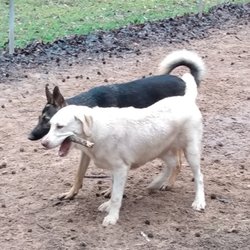 K9 Heeler - Walter sharing! These people are miracle workers. This is obvious new friend, GSD Trudy.