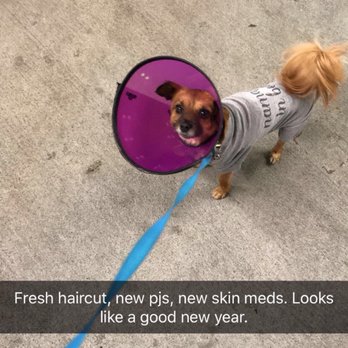 Petco - He's wearing pjs but she made my 4 year old look like a puppy! She dematted his tail making it beautiful! - Pet Stores Near Me - Williamsville, New York Petco - He's wearing pjs but she made my 4 year old look like a puppy! She dematted his tail making it beautiful! - Pet Stores Near Me - Williamsville, New York