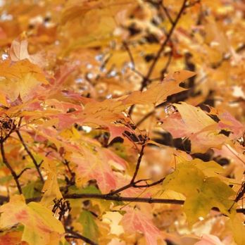 Circleville Pumpkin Show - Festivals Near Me - Circleville, Ohio
