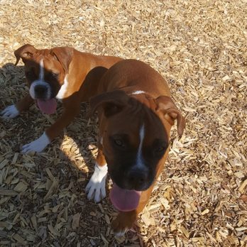 North Domingo Baca Dog Park - The babies had a lot of fun their first time out. - Dog Parks Near Me - Albuquerque, New Mexico