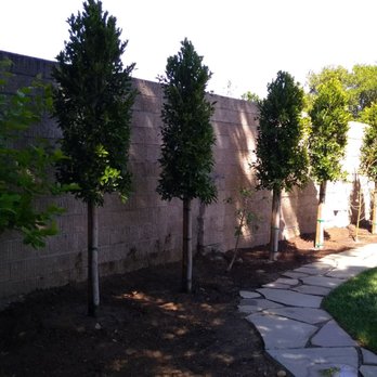Moon Valley Nurseries - Planted Indian Laurel trees. - Nurseries & Gardening Near Me - Gilroy, California