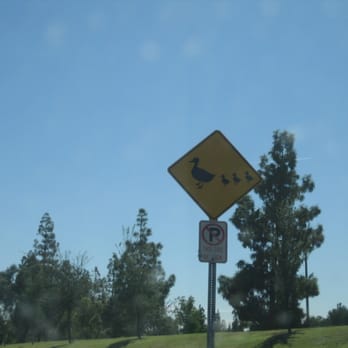 Kiwanis Recreation Center - reason why I like coming here, please watch out for crossing ducks :) - Recreation Centers Near Me - Tempe, Arizona
