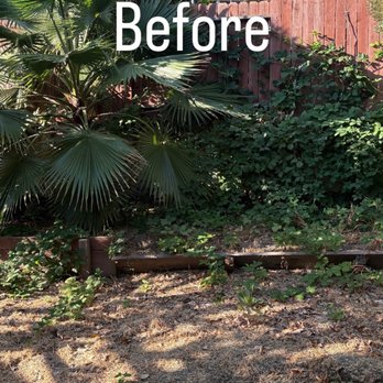TD Landscaping - Ivy and palm tree that needed trimming and removal - Landscaping Near Me TD Landscaping - Ivy and palm tree that needed trimming and removal - Landscaping Near Me