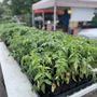 Roseville Farmers Market