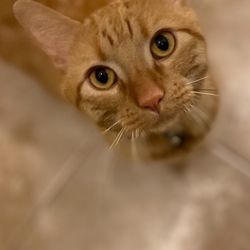 Murray Pet Resort & Spa - ronald