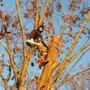Rene Tree Service