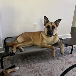K9 Mastery