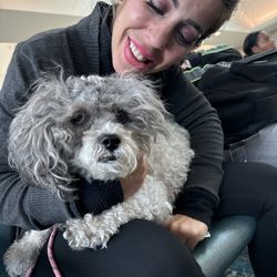 Ariel's Dog Palace