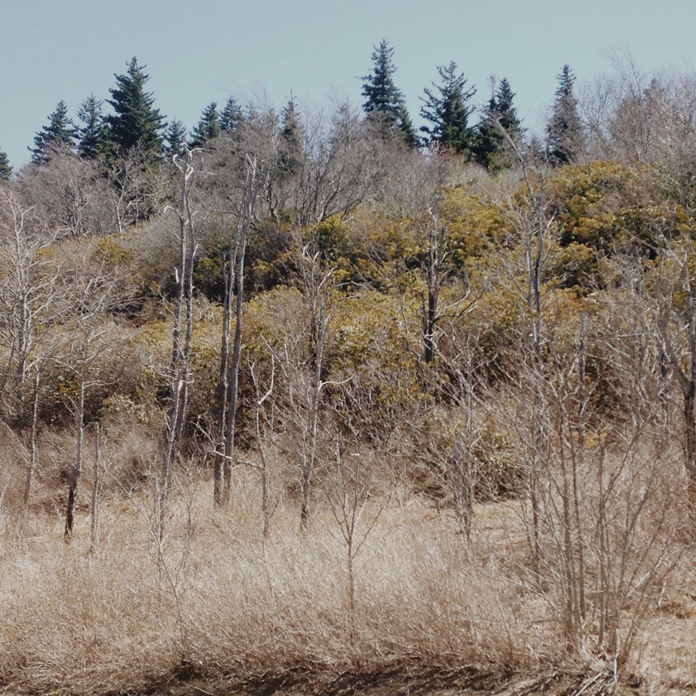 Graveyard Fields - Early April 2016. By Soph. - Hiking Near Me - Canton, North Carolina Graveyard Fields - Early April 2016. By Soph. - Hiking Near Me - Canton, North Carolina