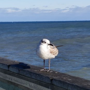 Avalon Fishing Pier - Watch your bait - Fishing Near Me - Kill Devil Hills, North Carolina
