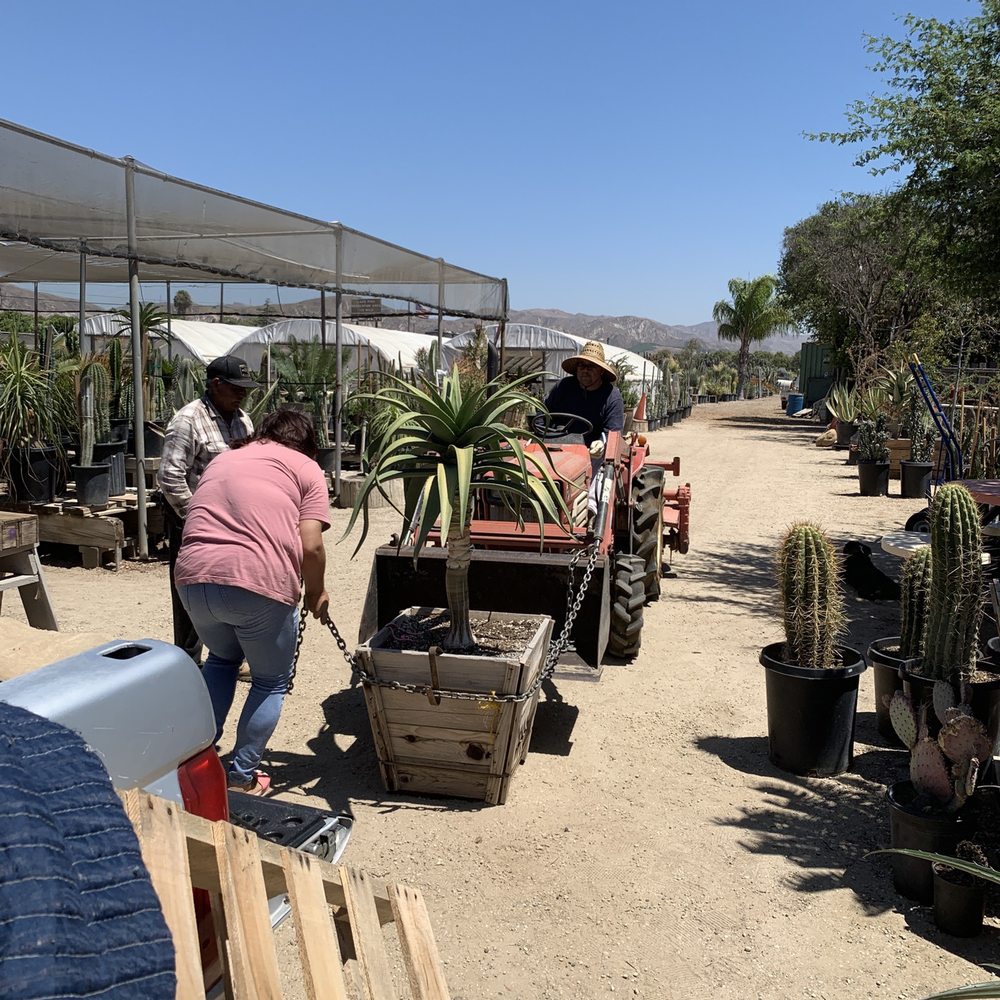 Sal’s Cactus Mart - Nurseries & Gardening Near Me - Fillmore, California Sal’s Cactus Mart - Nurseries & Gardening Near Me - Fillmore, California
