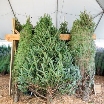 Big John's Christmas Trees - Christmas Trees Near Me - Atlanta, Georgia