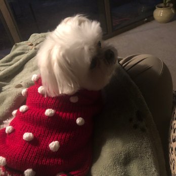 Downtown Dog Pet Stores 150 Laurens St Sw Aiken Sc Phone Number