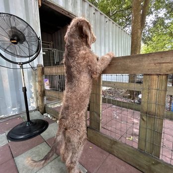 Labradoodle Country - Ollie - Pet Breeders Near Me - Summerfield, Florida Labradoodle Country - Ollie - Pet Breeders Near Me - Summerfield, Florida