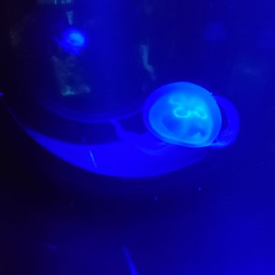 SEA LIFE Konstanz by null