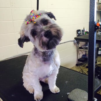 TransFURmations Spa - Pet Groomers Near Me - Springfield, Missouri TransFURmations Spa - Pet Groomers Near Me - Springfield, Missouri
