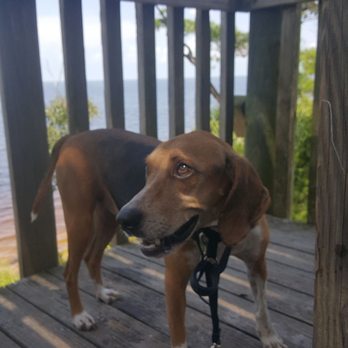 Key Vista Nature Park - Pepper enjoying the shade on the lookout tower. - Parks Near Me - Holiday, Florida Key Vista Nature Park - Pepper enjoying the shade on the lookout tower. - Parks Near Me - Holiday, Florida