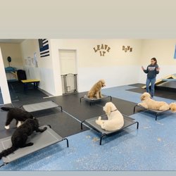 Canine Connection Dog Training