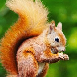 Cha Cha Squirrel