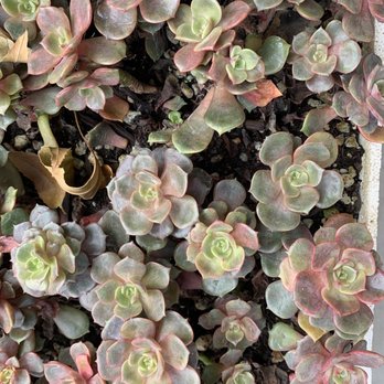 MiMi Nursery - Nurseries & Gardening Near Me - Garden Grove, California MiMi Nursery - Nurseries & Gardening Near Me - Garden Grove, California